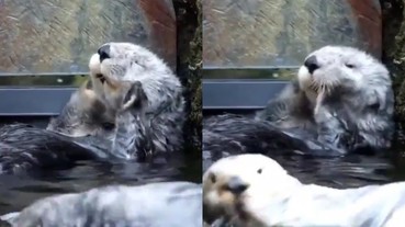 超萌海獺搓臉影片被瘋傳！躺河邊閉眼按摩超療癒！網友：「有重播好幾次的魔力」