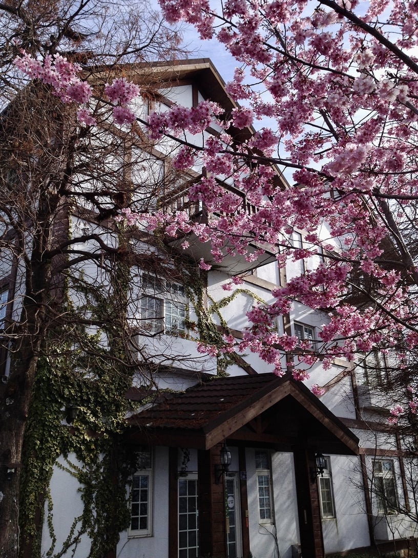 伴櫻花入睡！8間櫻花住宿推薦：奢華系露營、歐洲莊園風，一踏出房門就能將櫻花擁入懷