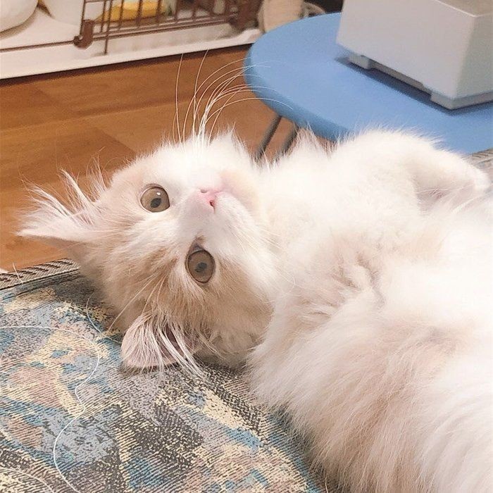 まるでぬいぐるみ ラガマフィンはどんな猫 ねこのきもちnews