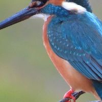 足立区タグラグビークラブ