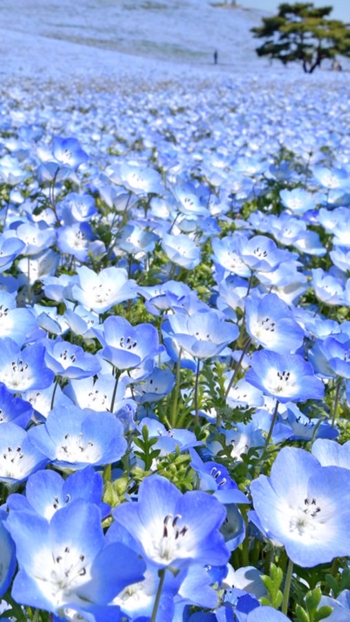 🌈新規オープン🦋60代70代80代🦋還暦、古希、喜寿。大人の癒しルーム🌷