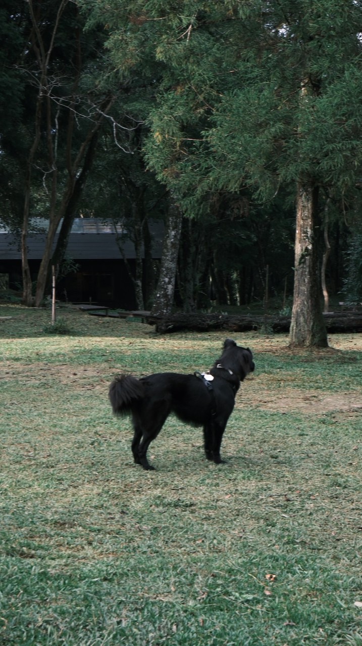 Happy Paw狗狗好物計畫