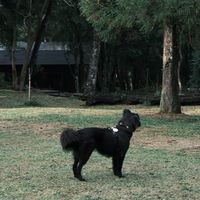 Happy Paw狗狗好物計畫