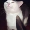 夜貓子