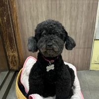 寵物到府洗護