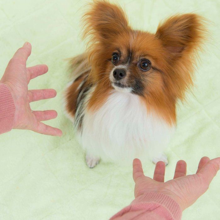 犬のしつけがうまくいかない人 の特徴7つ