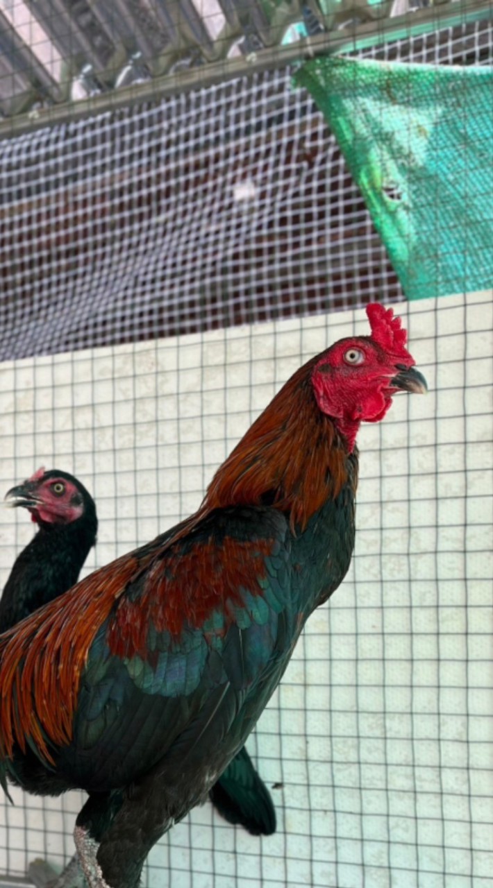 ไก่ชนครูณภัทร