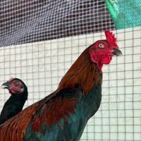 ไก่ชนครูณภัทร