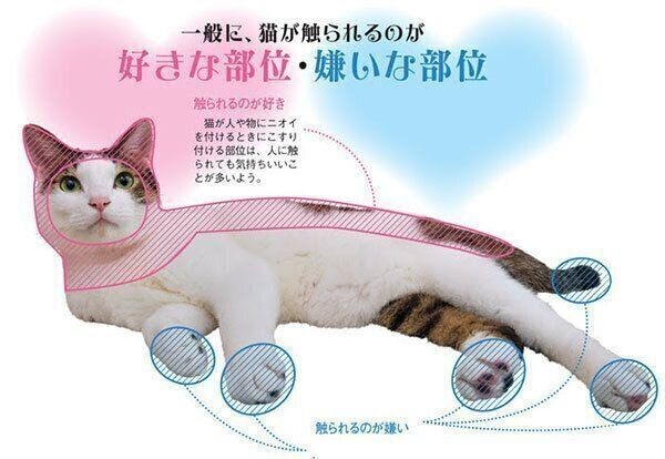 猫の 顔まわり の撫で方の正解 4つの部位別で解説