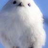 シマエナガの雑談やイラストやいろいろ部屋