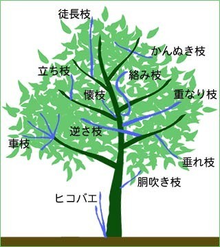 3号ポットのサイズ 土の容量の測り方