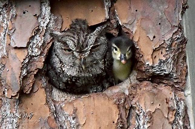 780 Gambar Burung Hantu Anak Sd Gratis Terbaru