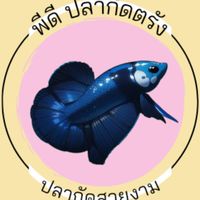 ปลากัดสวยงาม by.พีดี ปลากัดตรัง