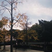 波の代購群
