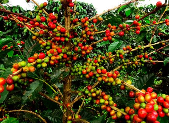 Bukan Cuma Beda Nama! Ini 7 Perbedaan Kopi Robusta Dan Arabika yang Pasti Lu Gak Tau, Yang Ngaku Pecinta Kopi Kudu Tau!