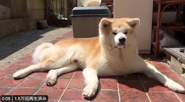 のび太の寝ぼけてる顔 秋田犬の衝撃の寝顔にネット騒然