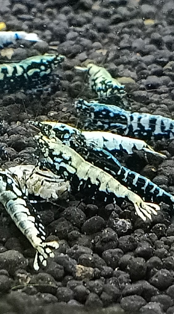 Redbee and Pinto Shrimp Thailand