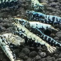Redbee and Pinto Shrimp Thailand