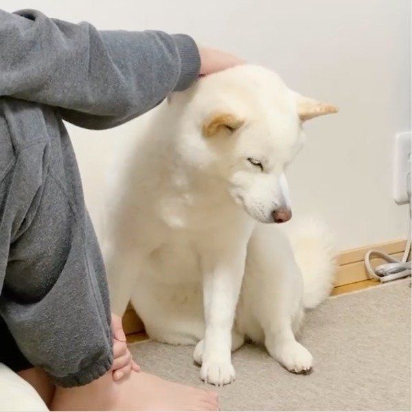 マッサージが好きな白柴 触るのをやめると