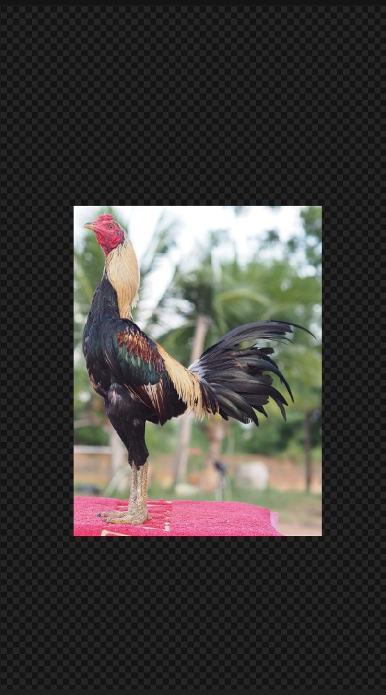 ก.ปั้นเเสง🐓