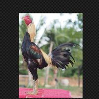 ก.ปั้นเเสง🐓