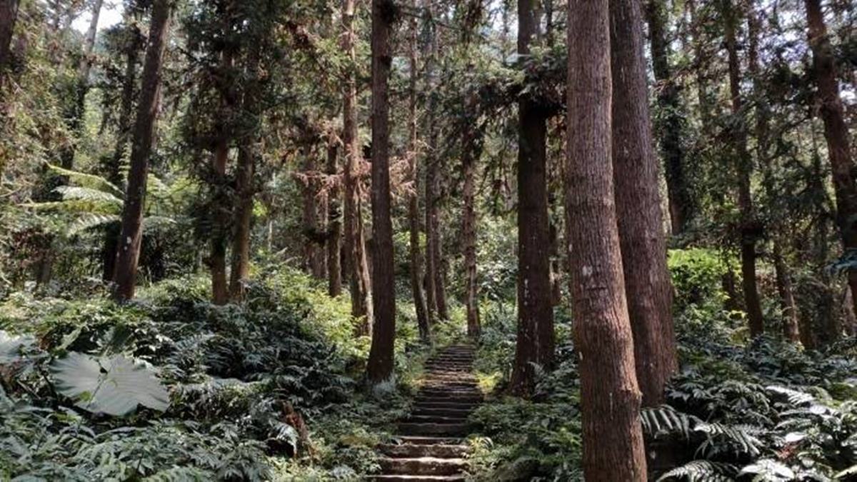 避暑祕境快收藏！苗栗６條免門票「私房步道」：羽量級小百岳、美國大峽谷