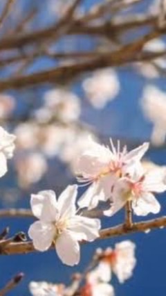 自分を取り戻す🌸3日間体験会