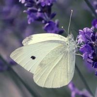Ento/Entom Family 🐝🦋🐛