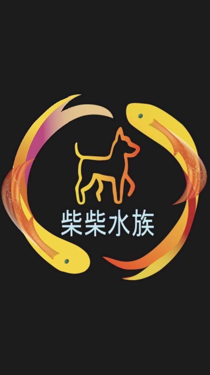 柴柴水族觀賞魚水晶蝦競標群