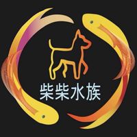 柴柴水族觀賞魚水晶蝦競標群