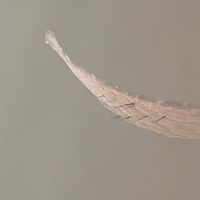 熱蠟567