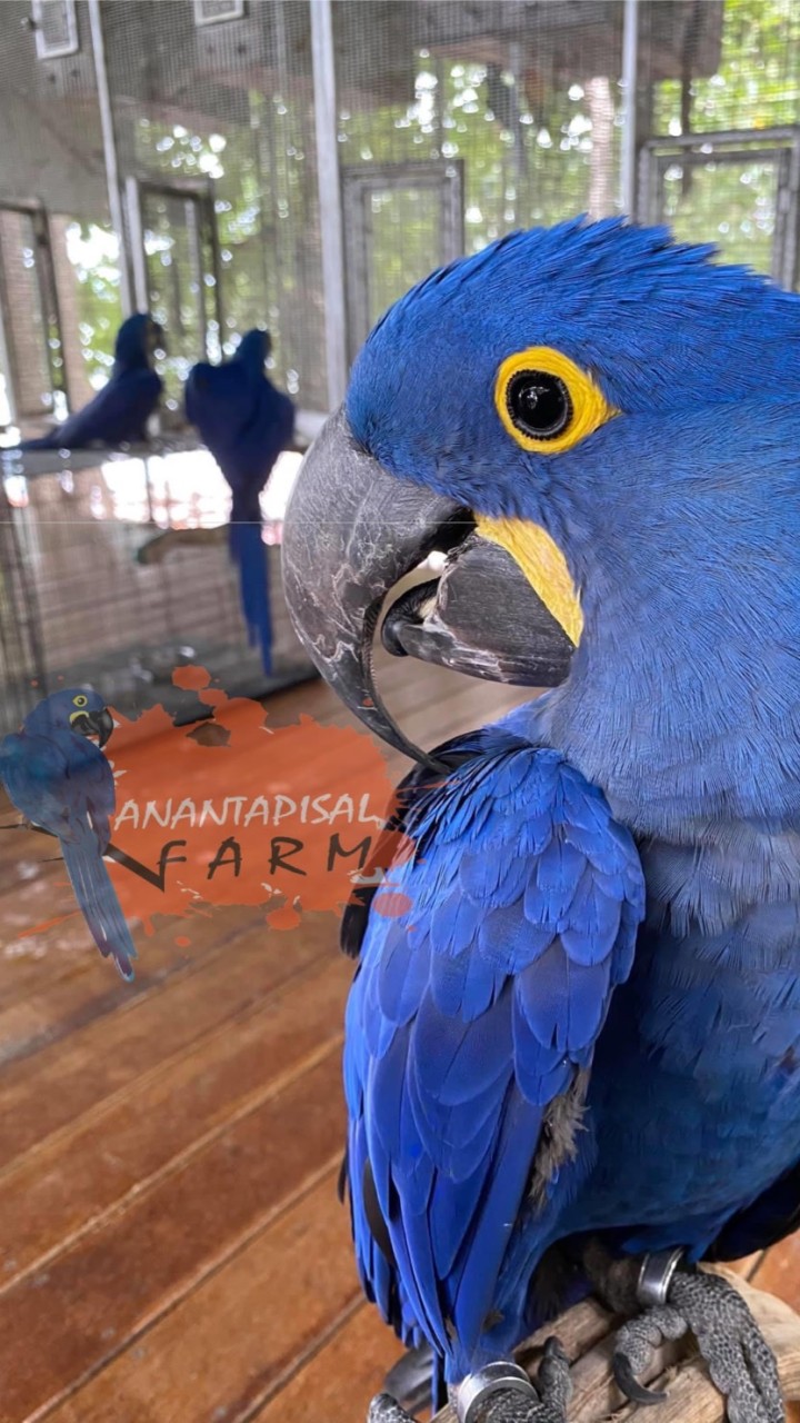 ซื้อขายนกแก้วนกบินทุกชนิด