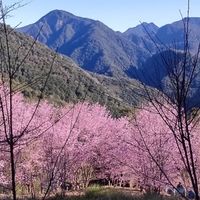 不專業玩家LATC