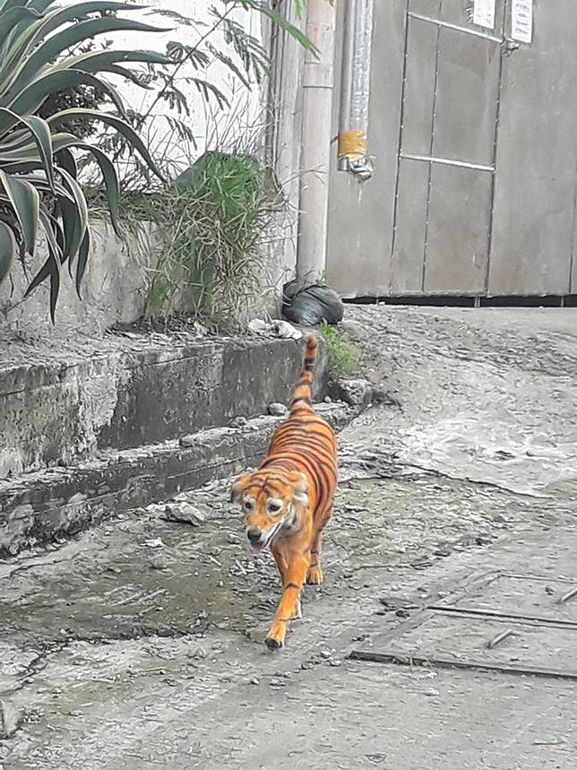 anjing seperti harimau