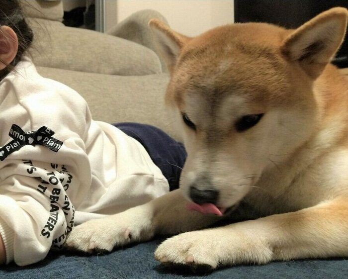 ドッグカフェデビューに緊張で兄犬に抱きつくチワワ