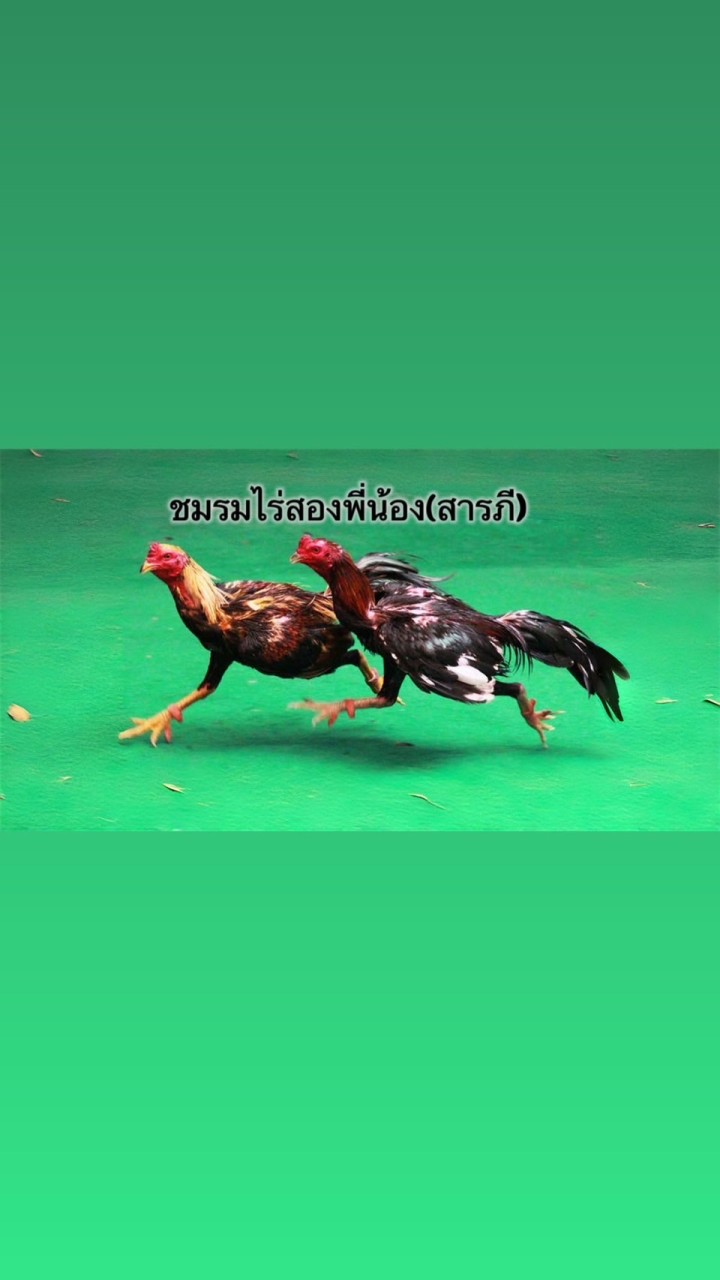 ชมรมไร่สองพี่น้อง(สารภี)