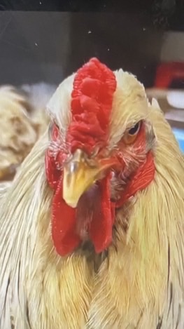 みんなきて