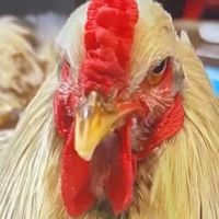 みんなきて