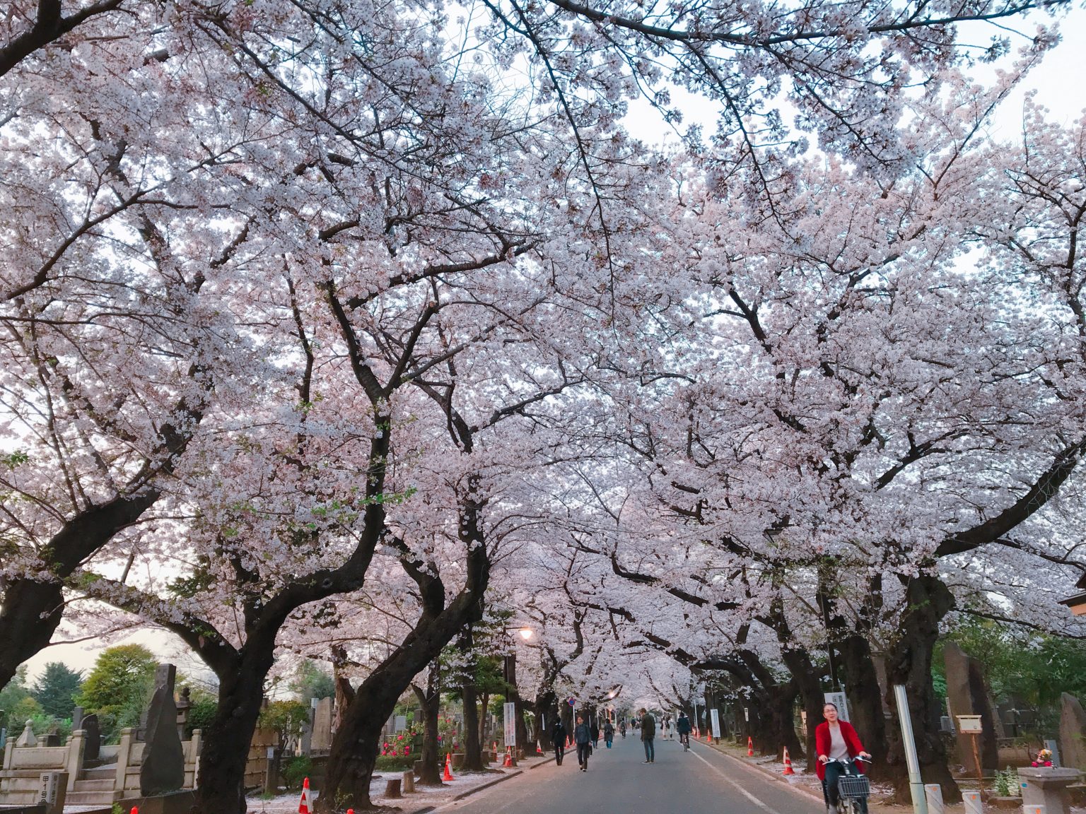 校園、墓園才是東京人賞櫻秘境？上野公園周遭三大櫻花祭熱點