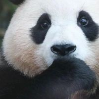 愛寶樂園代購🐼✨