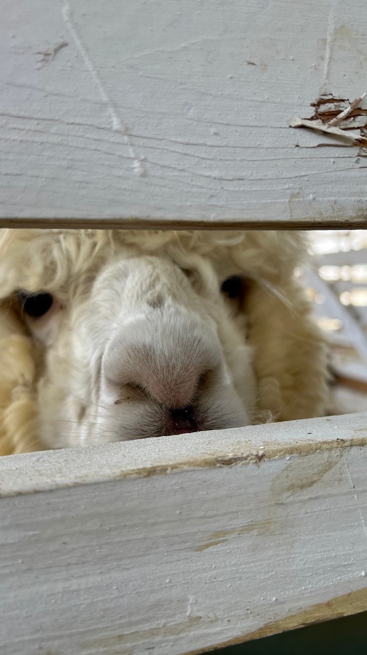 🥐あずぱか工場🥖
