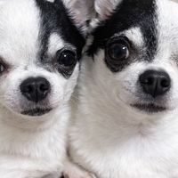 シャネちゃんと愉快な仲間たち