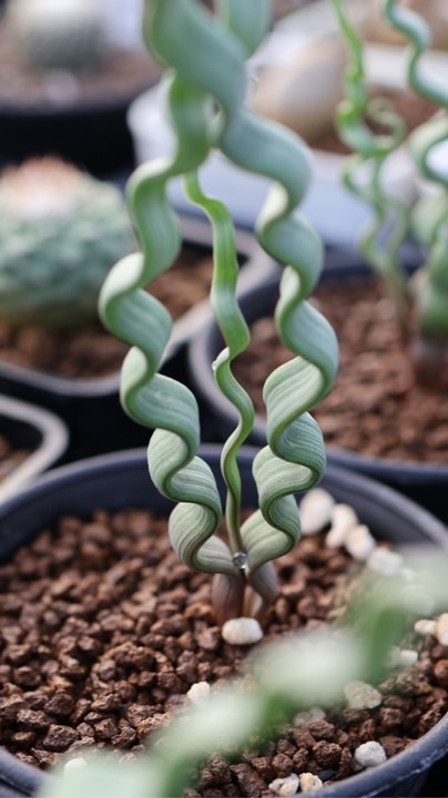 ⁠植享曲多肉植物專賣店｜直播預告與搶先看