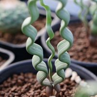 ⁠植享曲多肉植物專賣店｜直播預告與搶先看