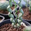 ⁠植享曲多肉植物專賣店｜直播預告與搶先看