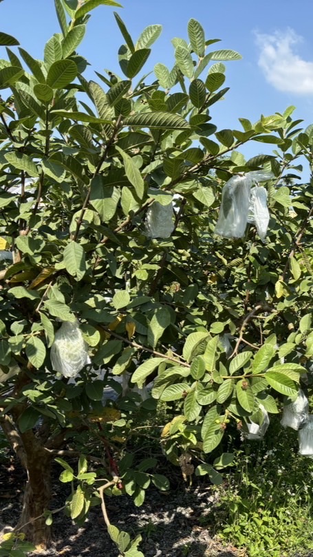 阿龍友善芭樂員林站