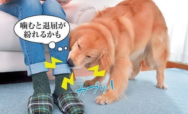 犬が噛む理由を犬の気持ちで考えたらやめさせ方がわかった