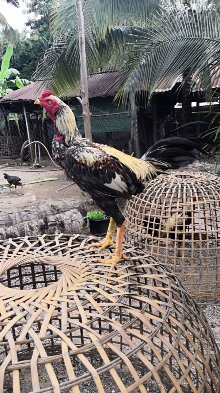 รักไก่ชน