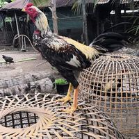 รักไก่ชน