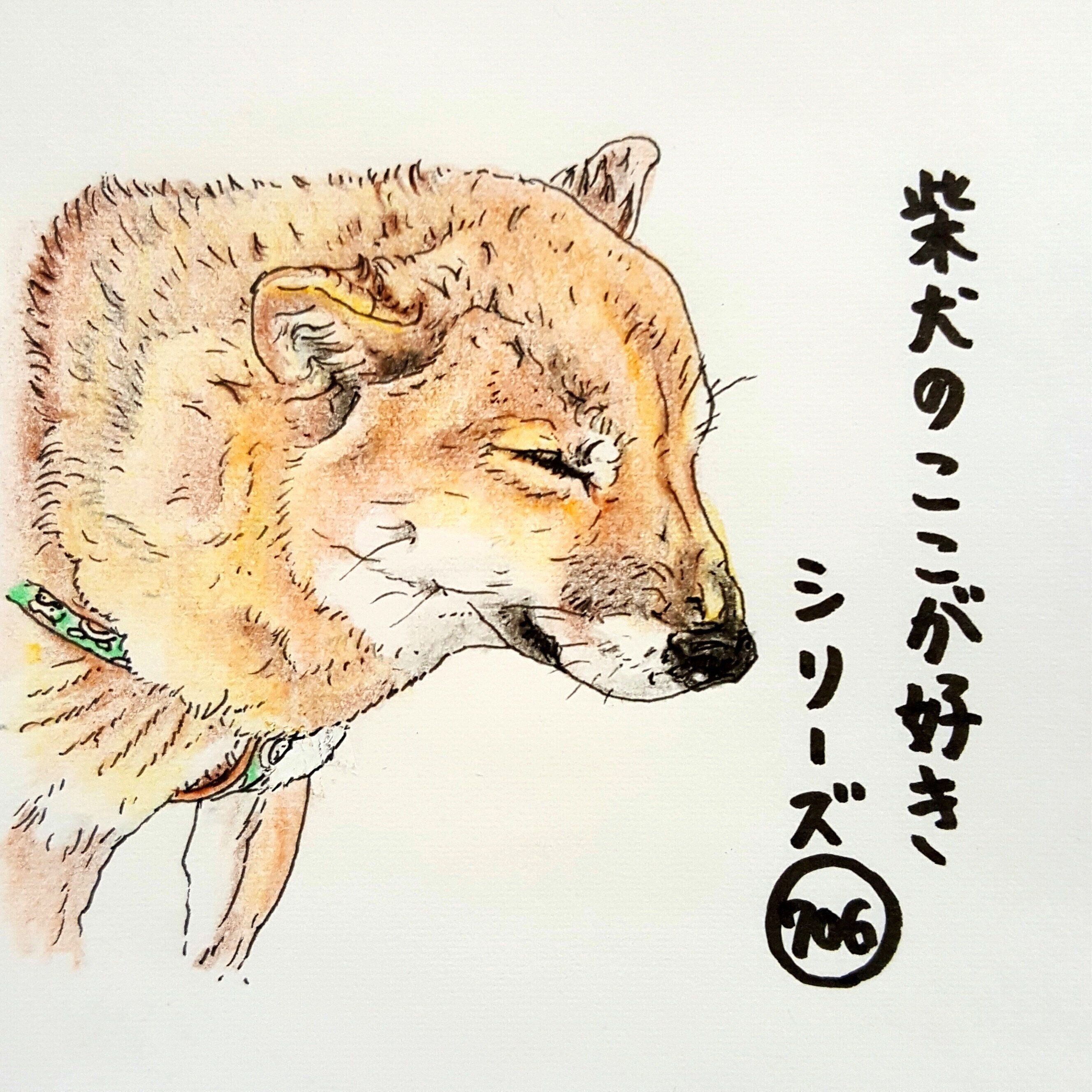 柴犬あるある 雨に打たれてテンションが下がるとこ